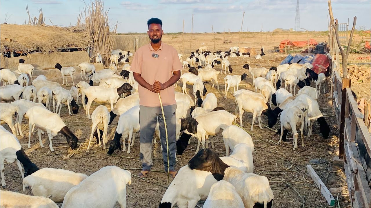 Beertan waxa lagu dhaqah ido waxaay kutaal Gorawe 🐑🐑🐑🐑🐑