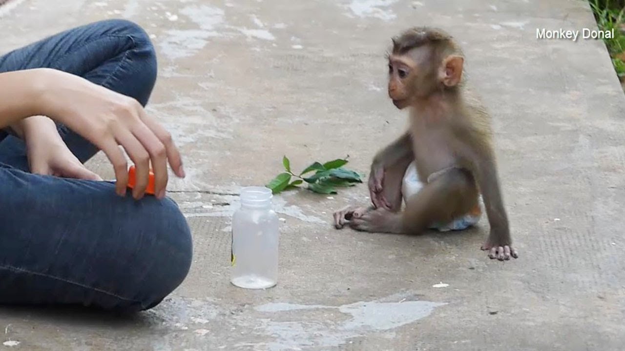 Wow Smart And Good Baby Monkey Donal Sit Looking Mom Put Milk Into Battle For Him