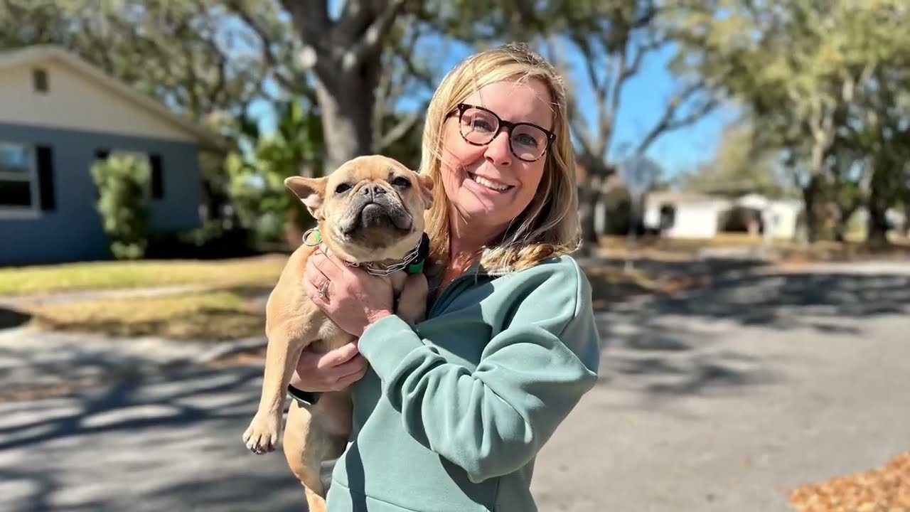 Impulsive Frenchie Transformed In 3 Weeks