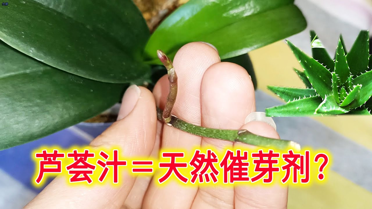 让蝴蝶兰二次“复花”挺简单，芦荟汁涂一涂，花枝蹭蹭长出来？（阿涛养花113期）Aloe vera juice and orchids！