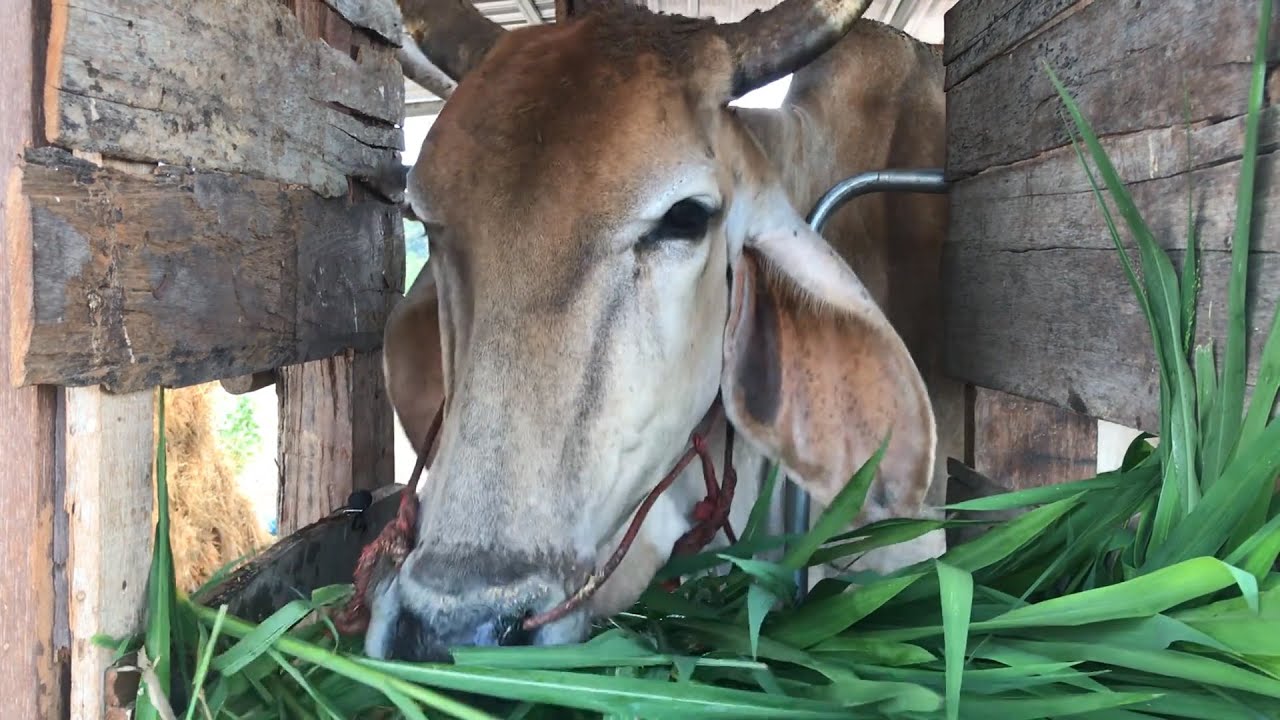 COW EATING GRASS[ASMR] sound of cows eating grass | Farm Animal | Animal ASMR |