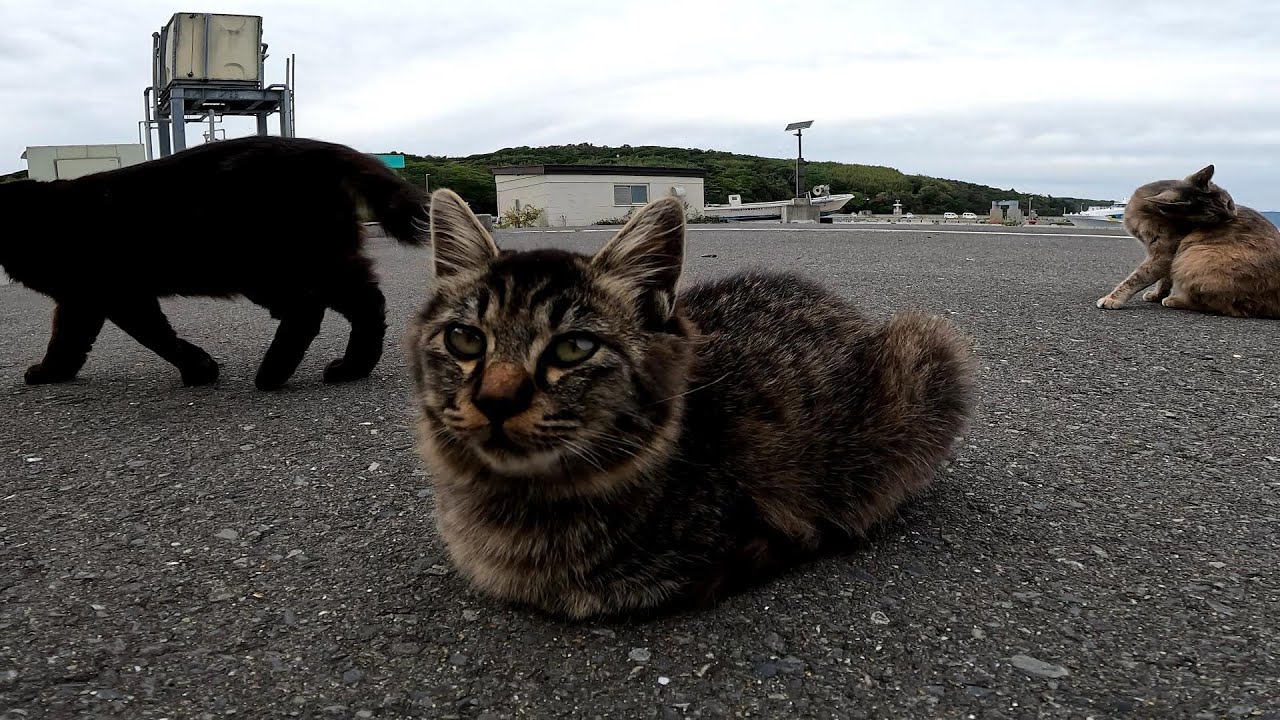 【田代島】【猫島】こんなにいっぱい猫いるだけでテンション上がります