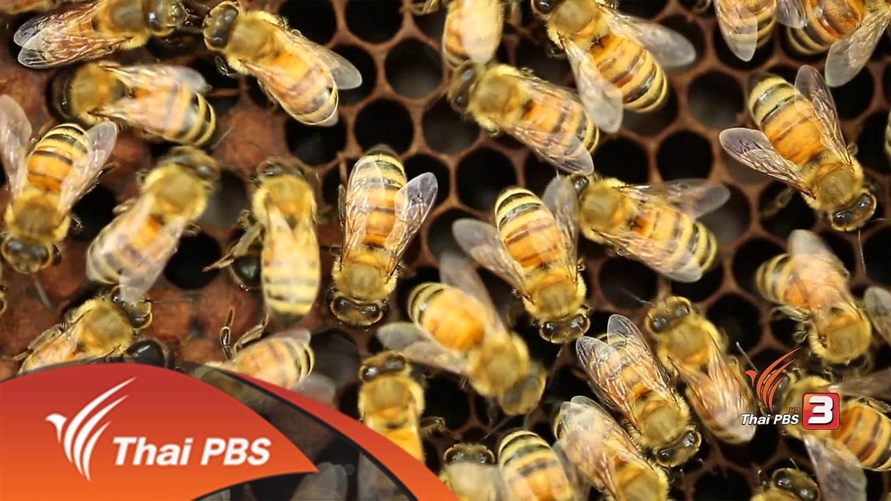 รังผึ้ง : บ้านนักวิทยาศาสตร์น้อย