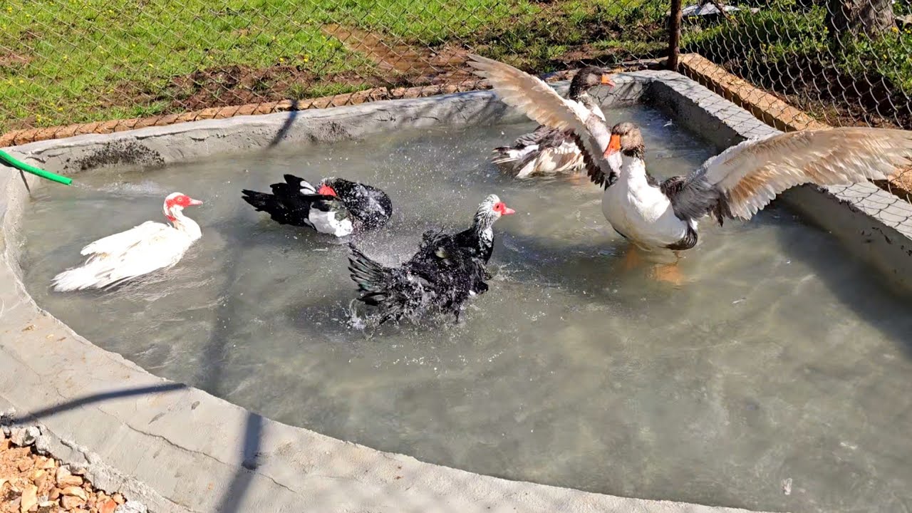 اليوم غيرت مياه المسبح وقلمت ورد الجوري وشتريت خس للدجاج 