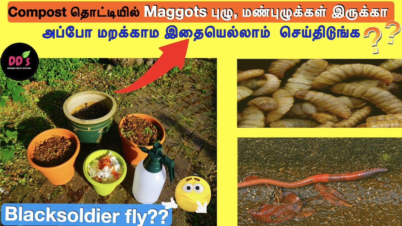 Compost தொட்டியில் Maggots புழு,மண்புழுக்கள் இருந்தா மறக்காம இதையெல்லாம் செய்திடுங்க!!veetu thottam