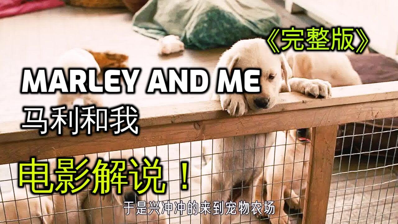 《马利和我》电影解说｜她以为买狗捡了大便宜，却彻底改变了一生｜《马利和我》电影解说