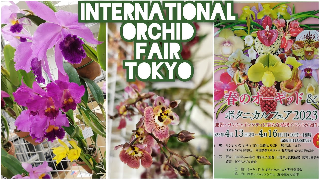 INTERNATIONAL EXOTIC ORCHID FAIR TOKYO JAPAN APRIL 2023