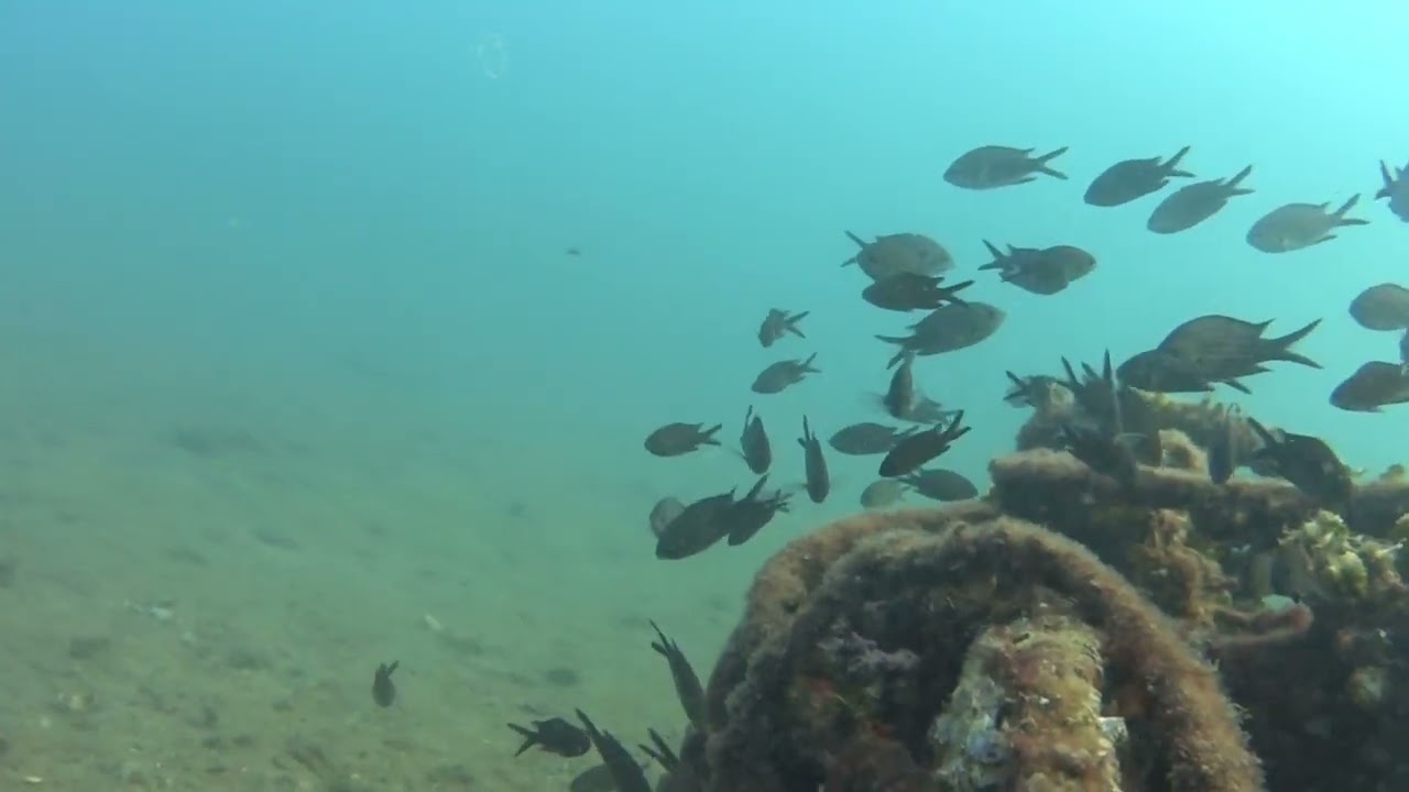 Pescasub leccia amia che insegue un cefalo 