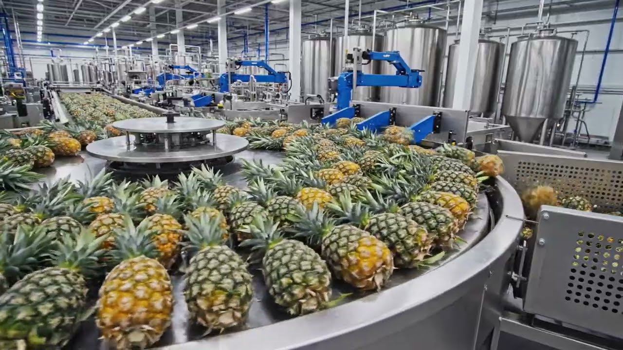 Inside a Modern Pineapple Plant Whole Pineapples to Canned Golden Slices