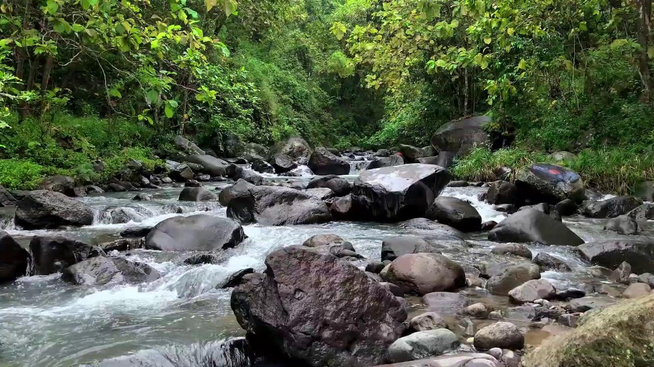 Feel safe at night with calming river sound beneath daylight forest trees for peaceful sleep