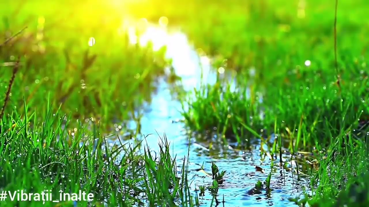 Sunetul apei curgătoare și al păsărilor | Muzică din natură | #Vibrații_&icirc;nalte