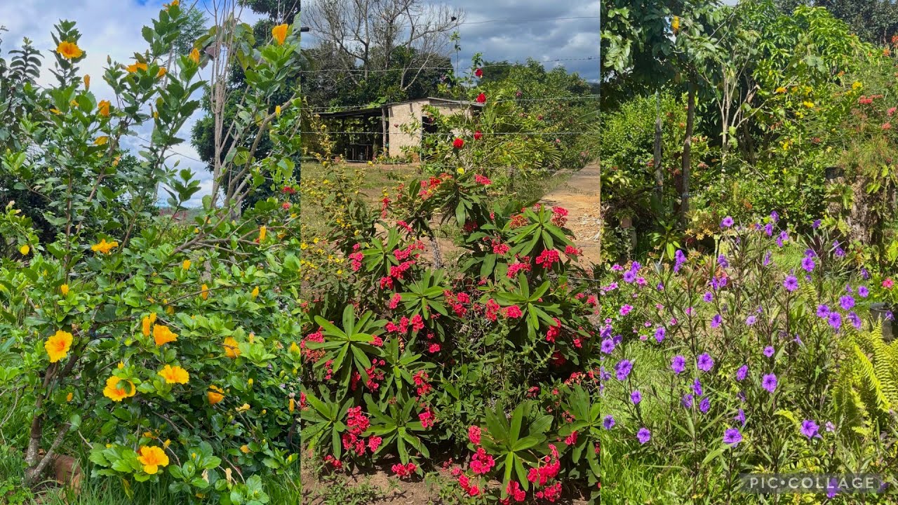 Meu Canteiro Nunca Esteve Tão Lindo 🌿✨