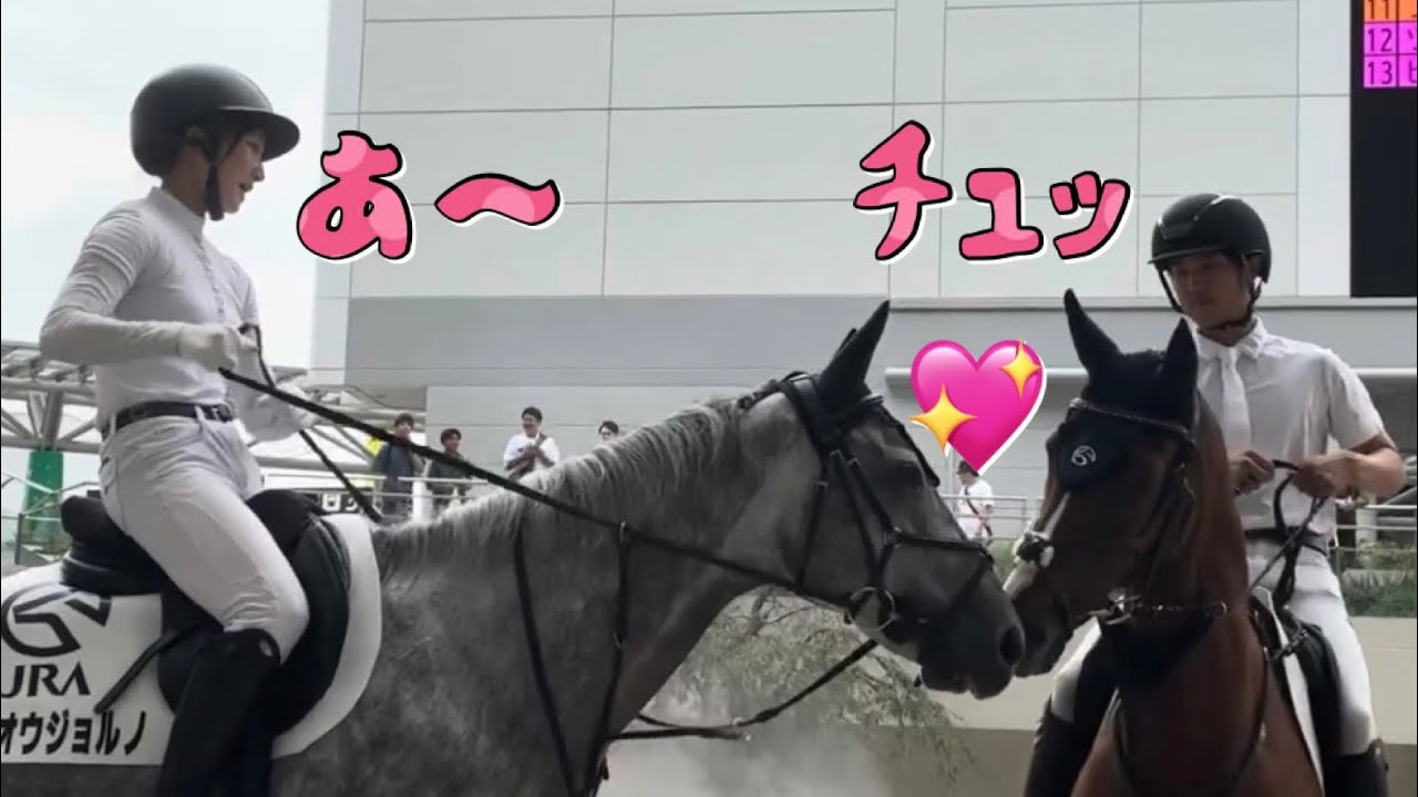 ホウオウジョルノ & アフリカンゴールド  誘導馬の朝のご挨拶🐴  阪神競馬場 パドック🐴  2025.9.14