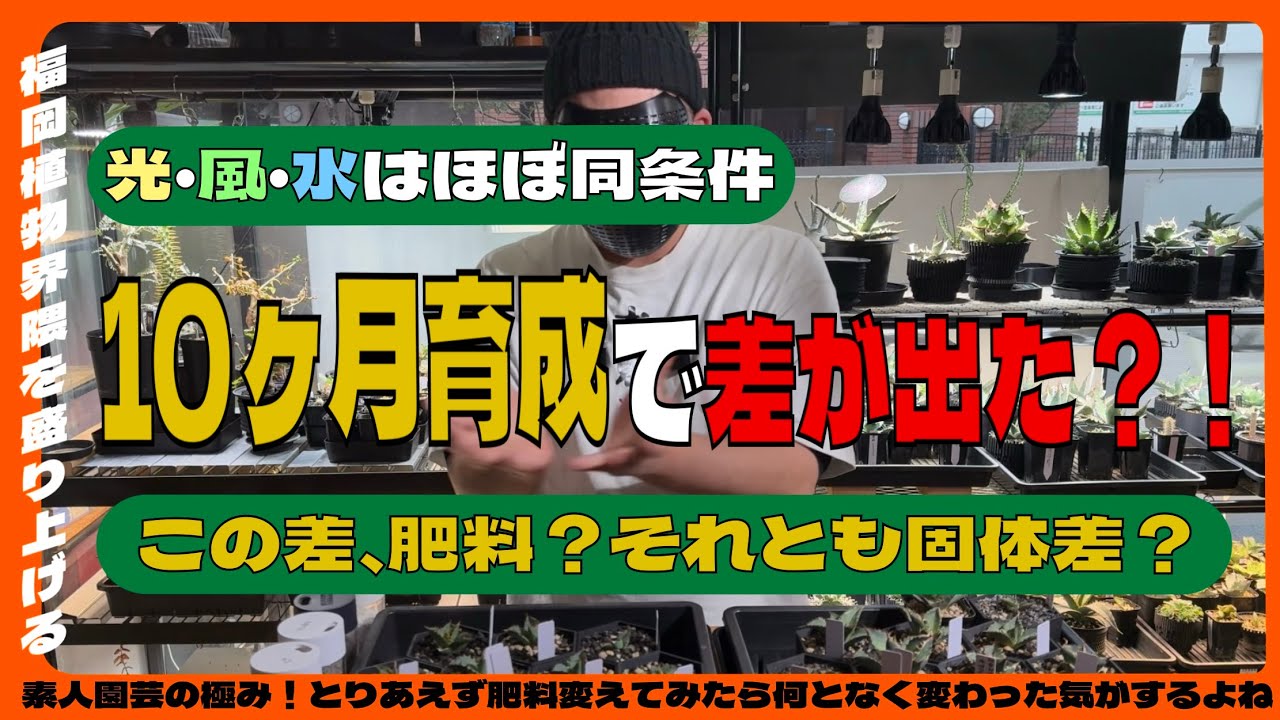 【アガベ】10ヶ月育成で差が出た？肥料か？個体差か？ほぼ同条件！