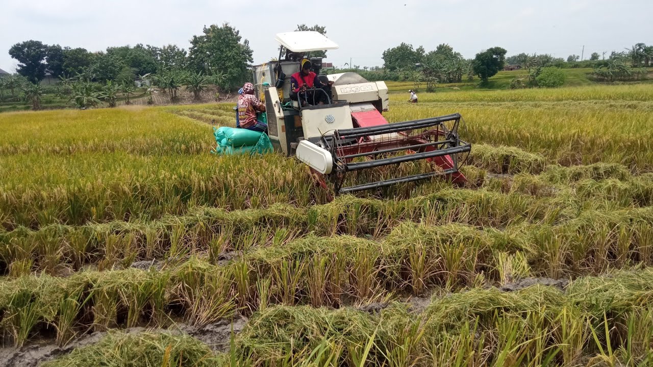 ALHAMDULILLAH PANEN BERAPAPUN HASILNYA DI SYUKURI