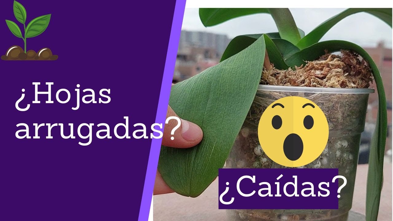 ¿Tienes hojas arrugadas, chupadas en tus orquídeas y no sabes porque ?