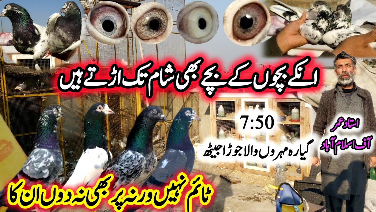 Extra Ordinary kabootar Khobsurat Collection 🔥 || 0311-5099-400 || Full results 💯