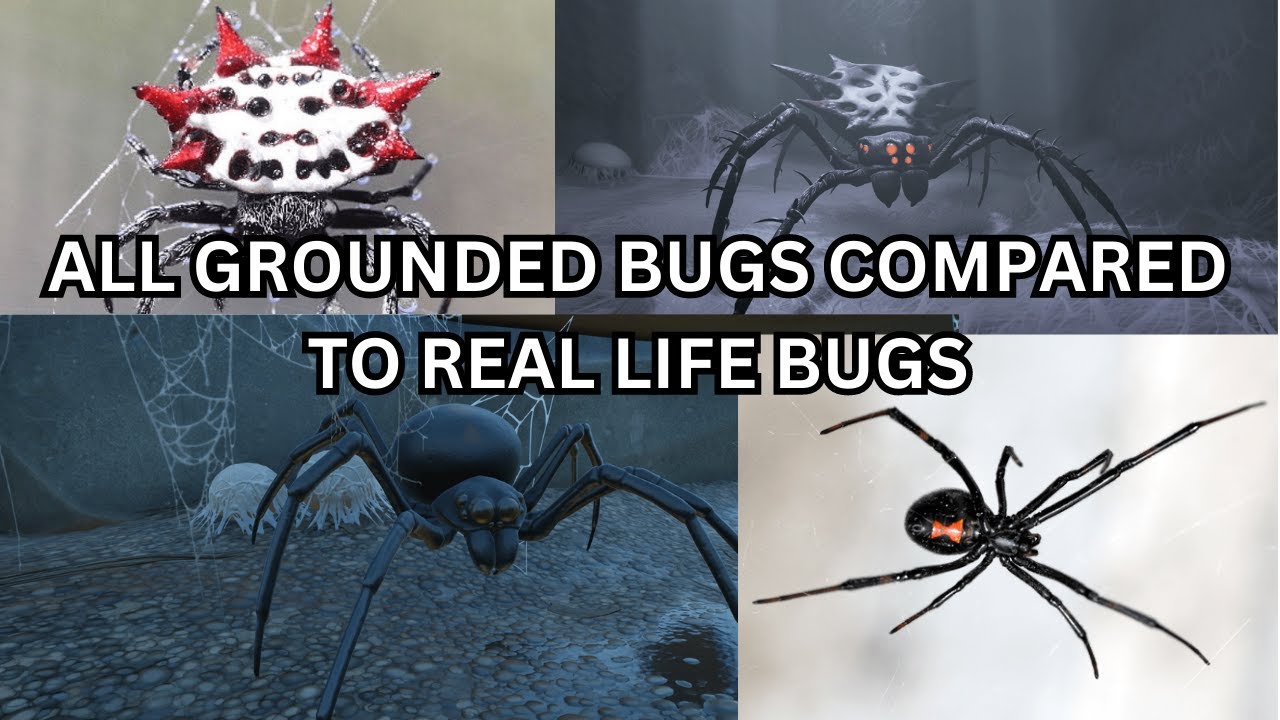 ALL GROUNDED BUGS COMPARED TO REAL LIFE BUGS! (1.0)