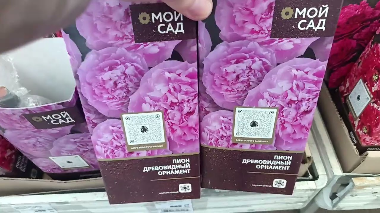 Пионы в 2026 году. Дорогие люксовые, также травянистые, древовидные в магазине Оби