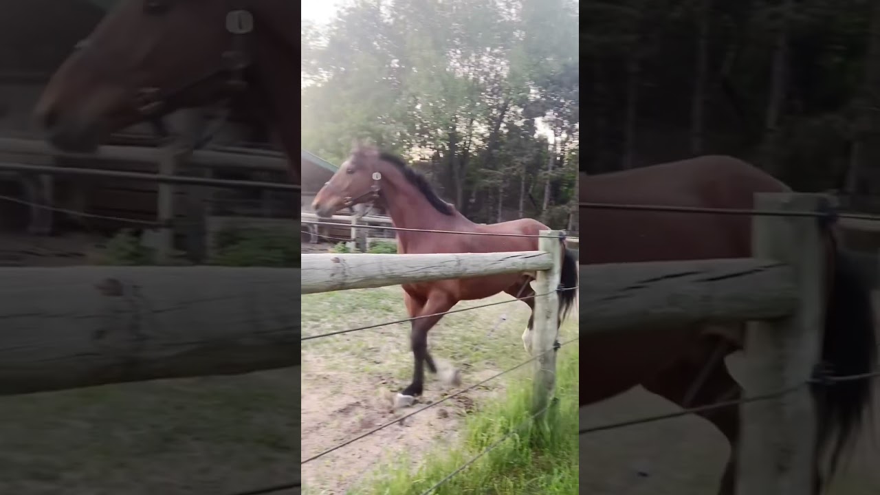 New horse at the barn!! || 