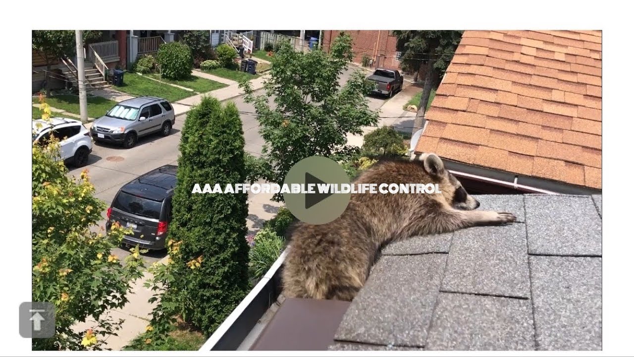 Raccoon Removal Toronto - AAA Affordable Wildlife Control