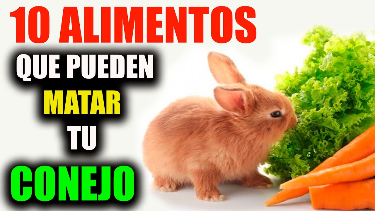 ✅Que Puede COMER Mi Conejo ( 10 Cosas Que NO Pueden COMER ) CRIANZA DE CONEJOS.