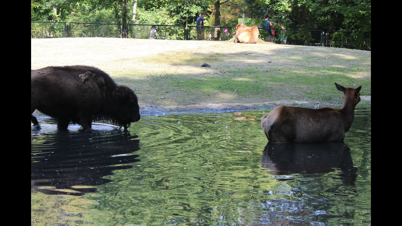 Amerikaanse bizons & wapitis / American bisons & wapitis : Planckendael