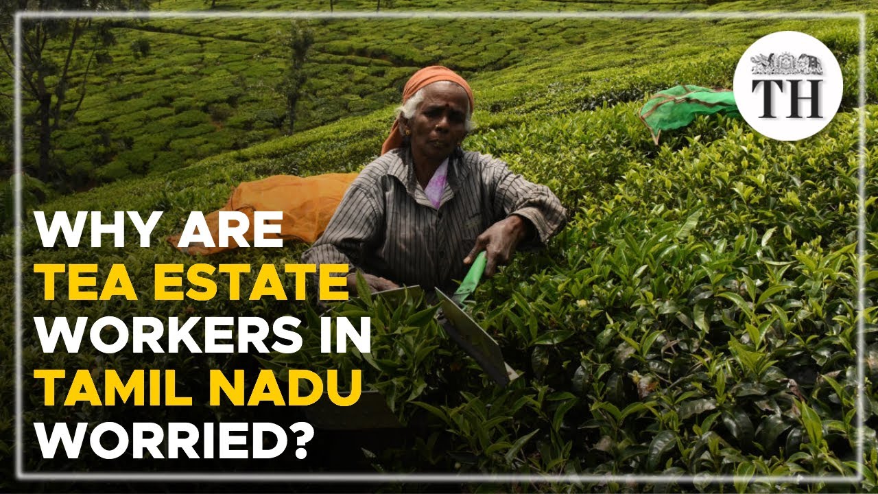 Why are tea estate workers in Tamil Nadu worried? | The Hindu