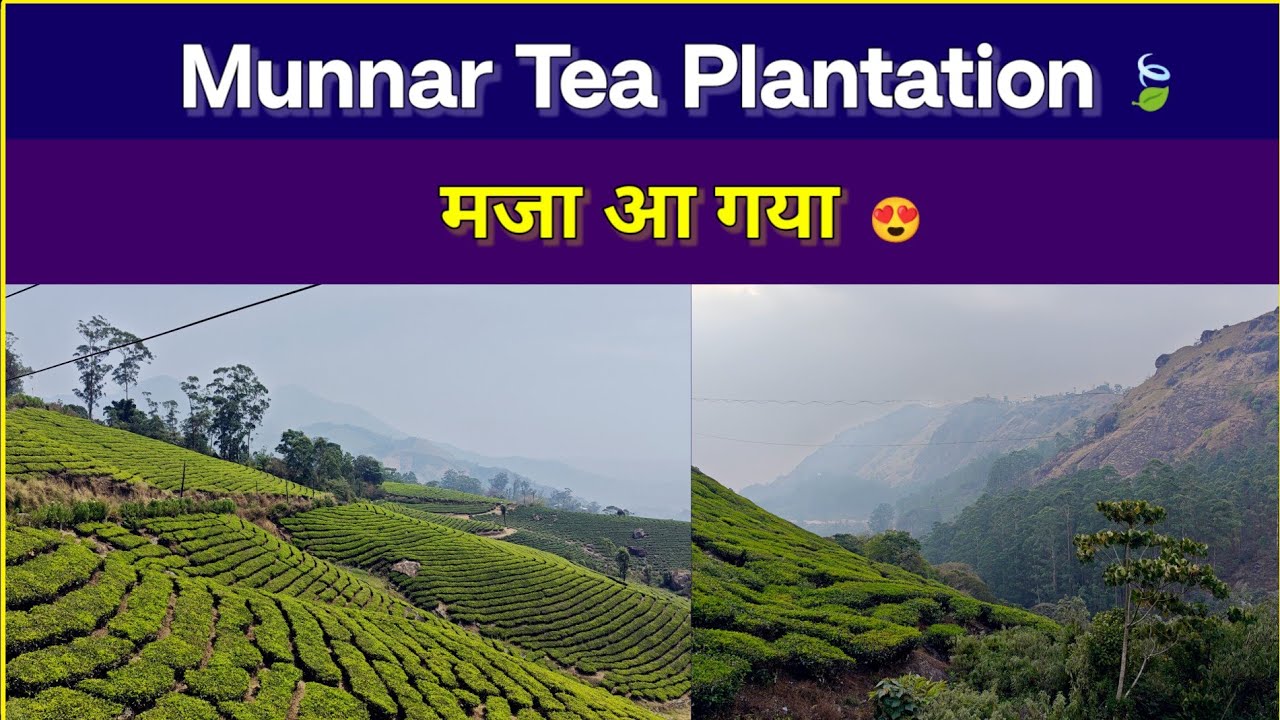Tea Gardens of Munnar 😍 | Kerala Nature Magic #kerala #munnar #godsowncountry #travel #tourism #love