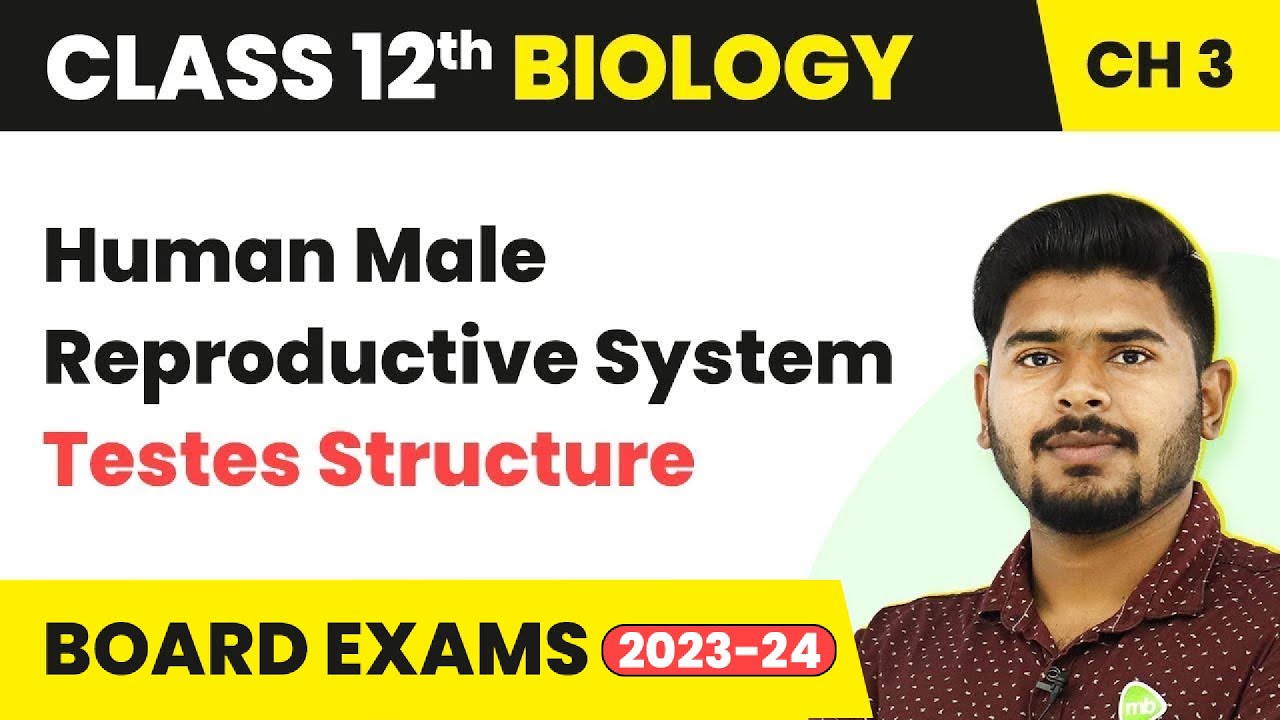 Human Male Reproductive System (Testes Structure) - Human Reproduction | Class 12 Biology (2022-23)