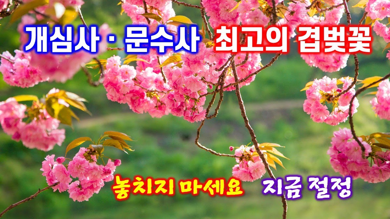 문수사, 개심사 환상의 겹벚꽃 만개 - 해산강트래블(海山江 travel)