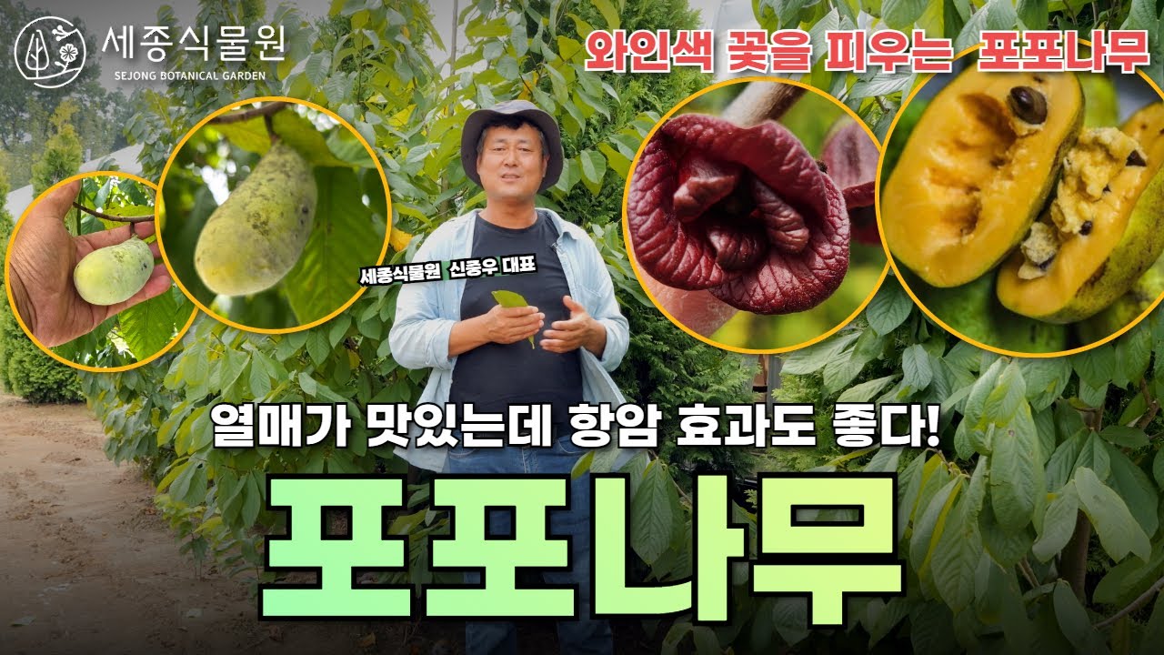 포포나무가 인기 있는 이유는? 맛있는 열매에 항암효과 까지! 포포나무 키우는 방법 #포포나무 #포포나무열매 #유실수 #과실수 #포포나무키우기 #정원가꾸기 #가드닝 #정원관리