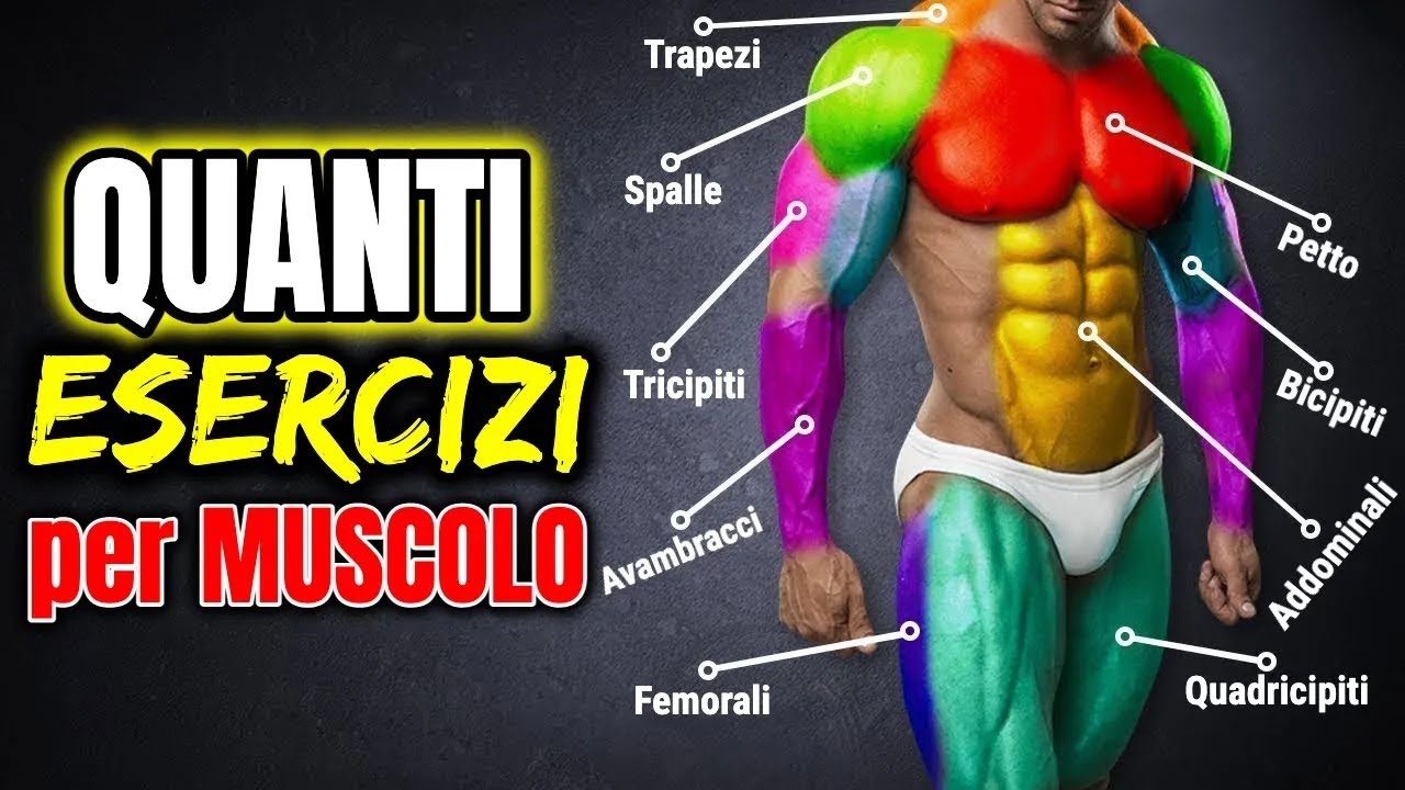 (novità 2025) QUANTI ESERCIZI per OGNI MUSCOLO in una SCHEDA di ALLENAMENTO in un GIORNO?