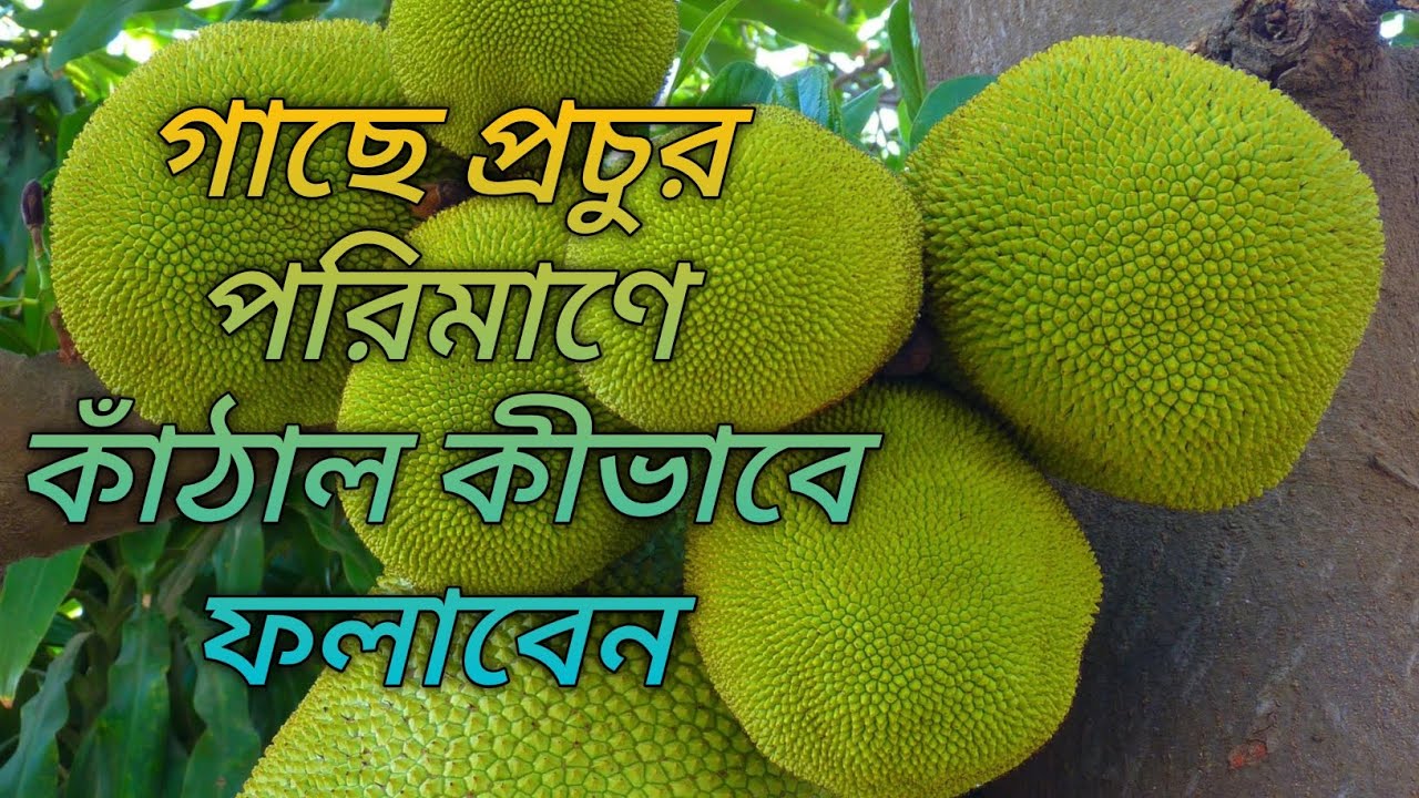 গাছে প্রচুর পরিমাণে কাঁঠাল কীভাবে ফলাবেন 