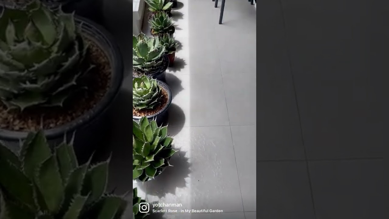 Agave & dogs