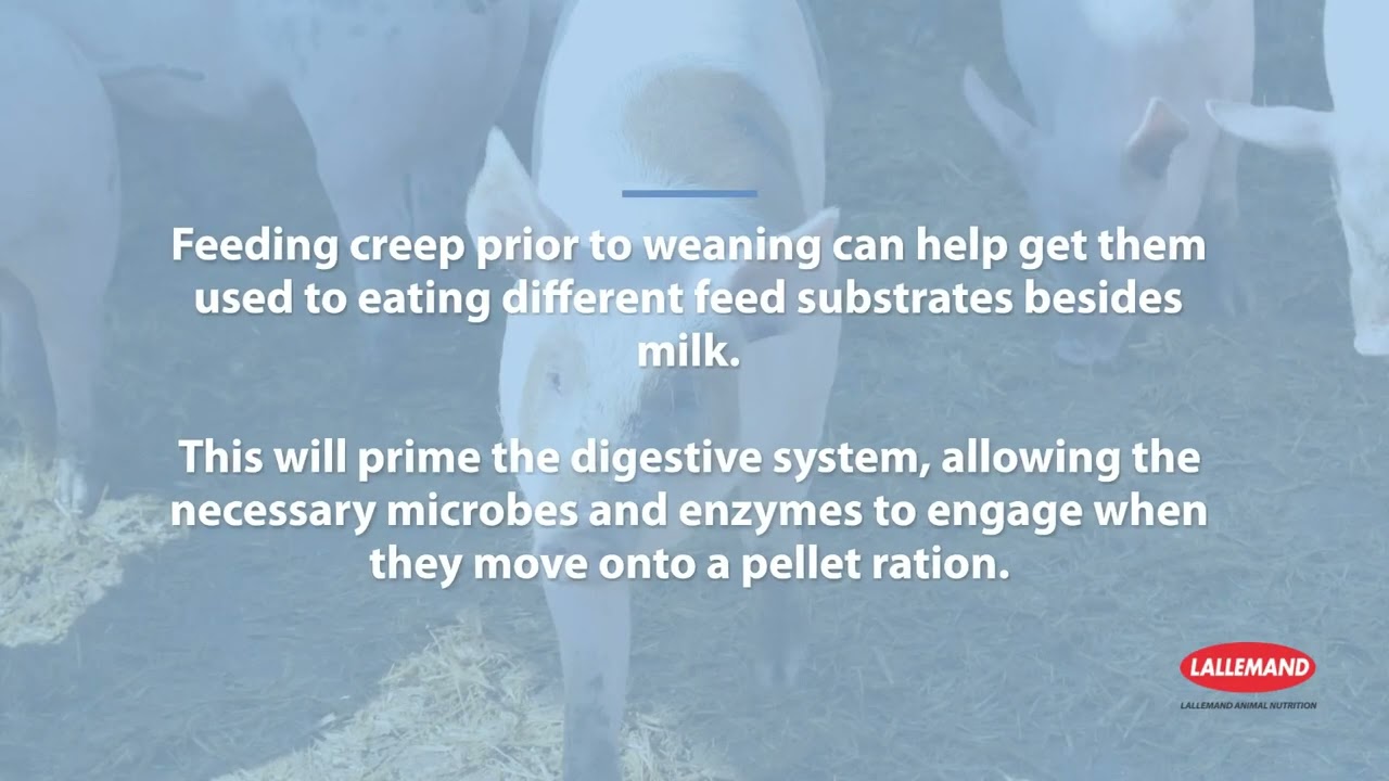 How to prevent post-weaning diarrhoea in piglets
