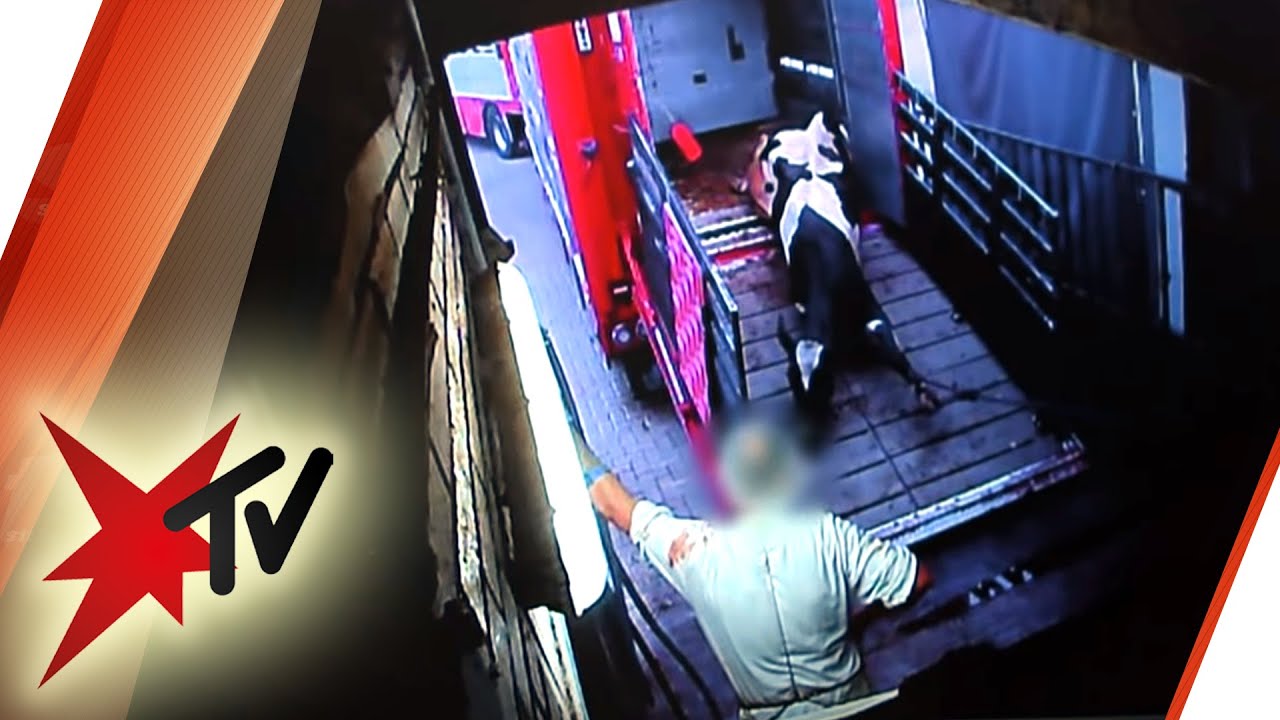 Schockierende Bilder aus Schlachtbetrieb in Niedersachsen: Veterin&auml;ramt in Erkl&auml;rungsnot  | stern TV