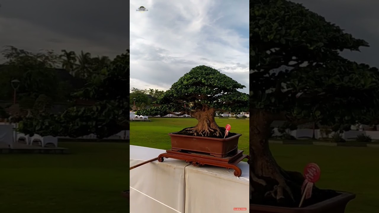 Deretan Bonsai Terbaik Kelas Dunia