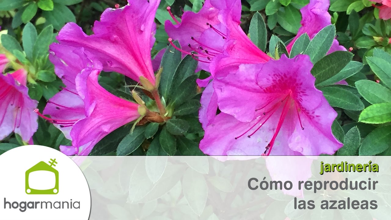 C&oacute;mo reproducir las azaleas