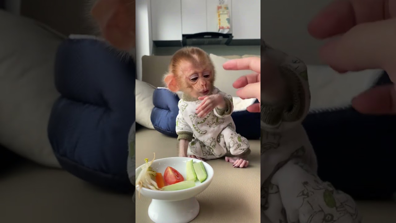 Baby Monkey KiKi's Breakfast | Curious Monkey Family's Daily