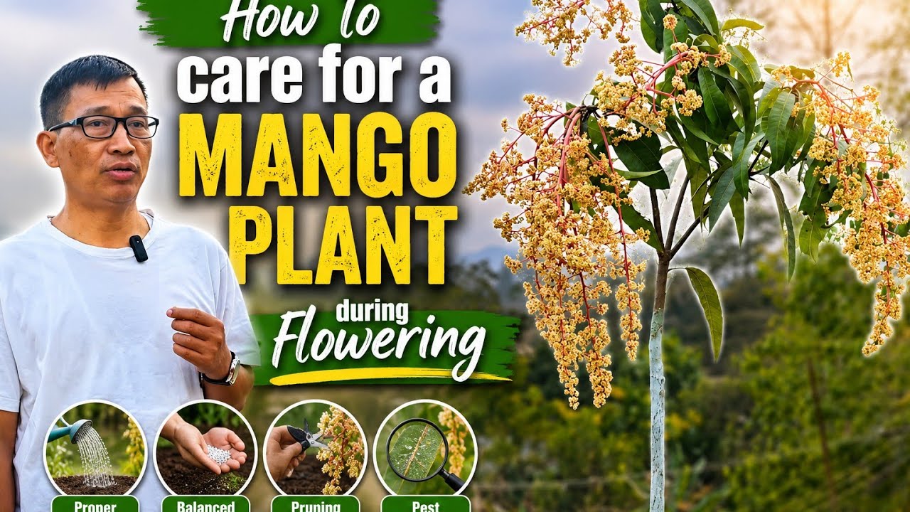 How to care for a Mango plant during flowering #viral#