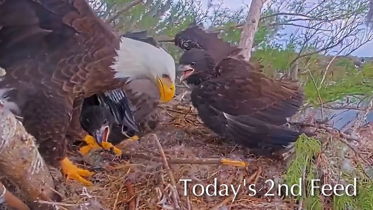 #421🦅Brutus🐥62° & Peanut🐥57°／Winter Park Eagle Nest 2026／Against All Odds:One-Eyed Mom／Wink💗Atlas