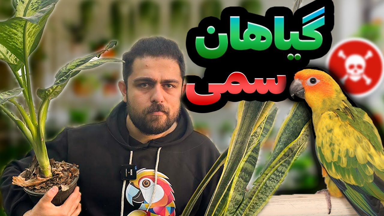 گیاهان آپارتمانی مرگ آور برای طوطی ها