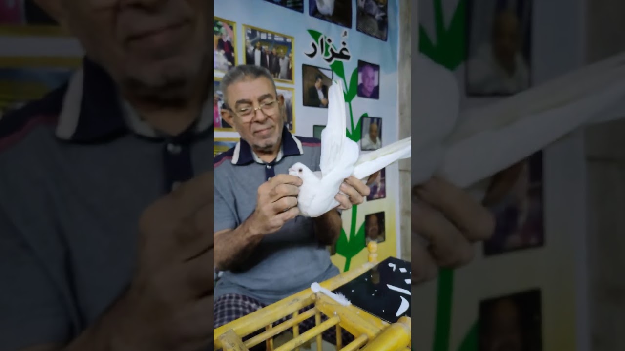 الاصفر وجماله 
