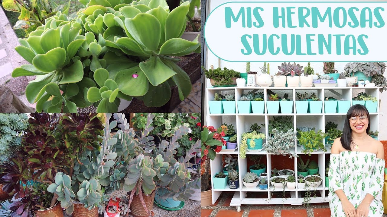 TOUR por mi jardín de SUCULENTAS│Candy Bu
