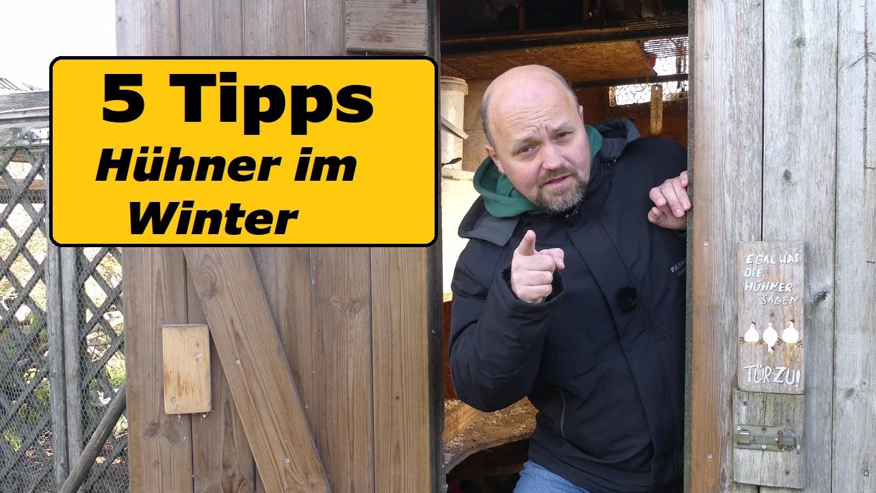 Winterzeit für Hühner: Die besten Tricks