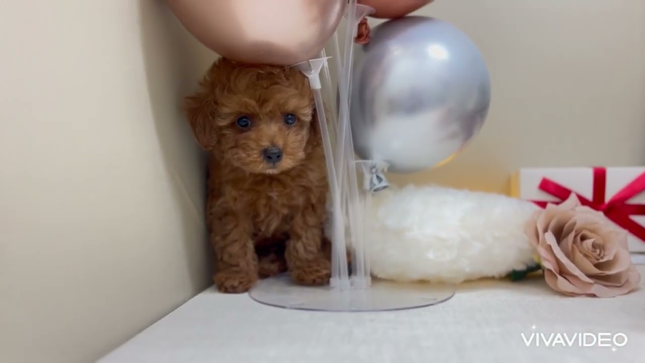 ペットショップ犬の家&猫の里稲毛店「トイプードル」No.200131