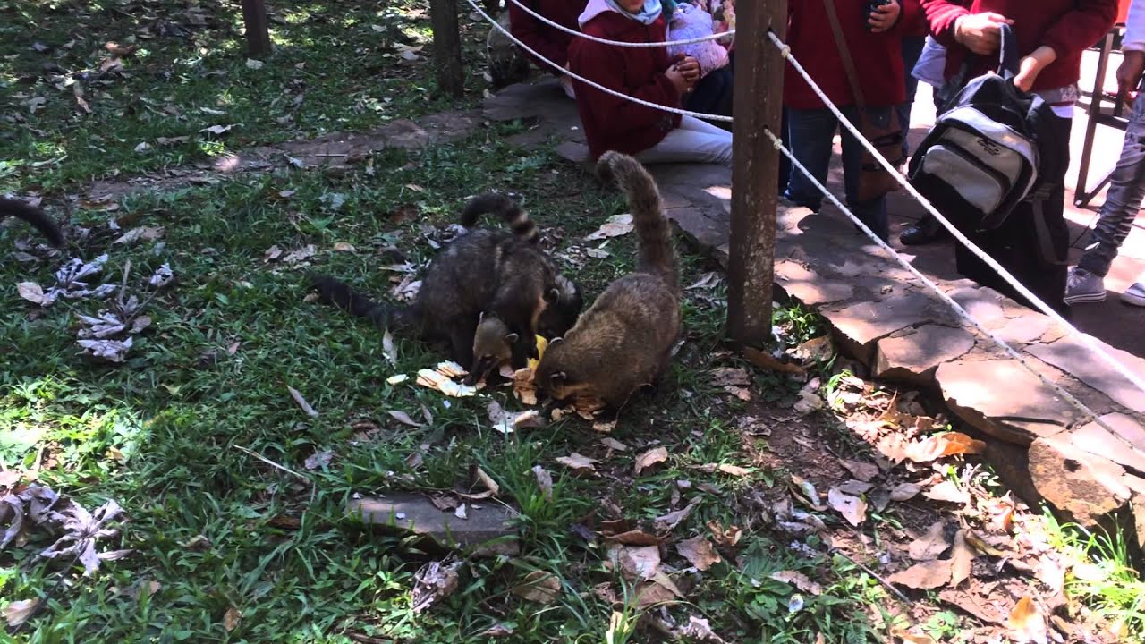 Coatis eating crackers in Iguazu Falls