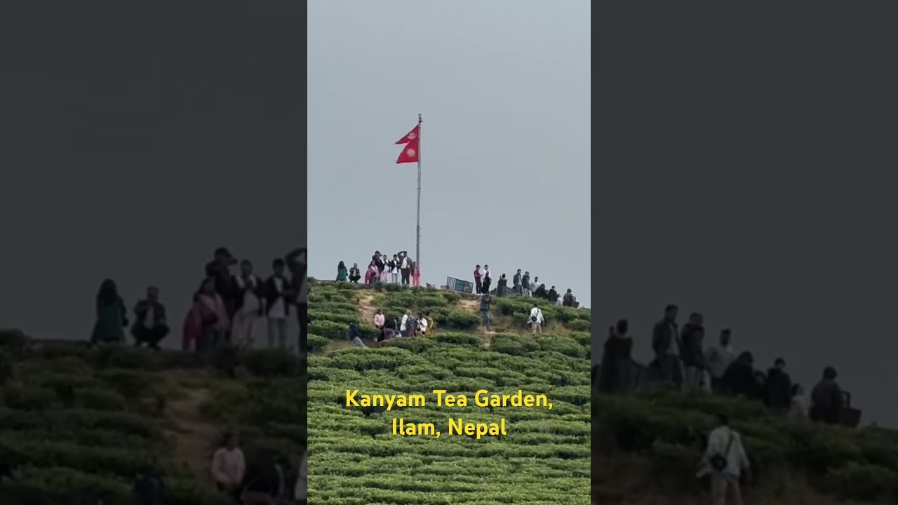 Kanyam Tea Garden, Ilam, Nepal