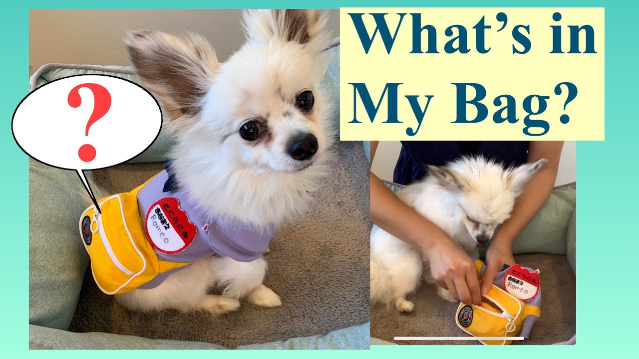 What’s in My Bag? | Watch till the end  | Chihuahua showing what’s in his bag ?